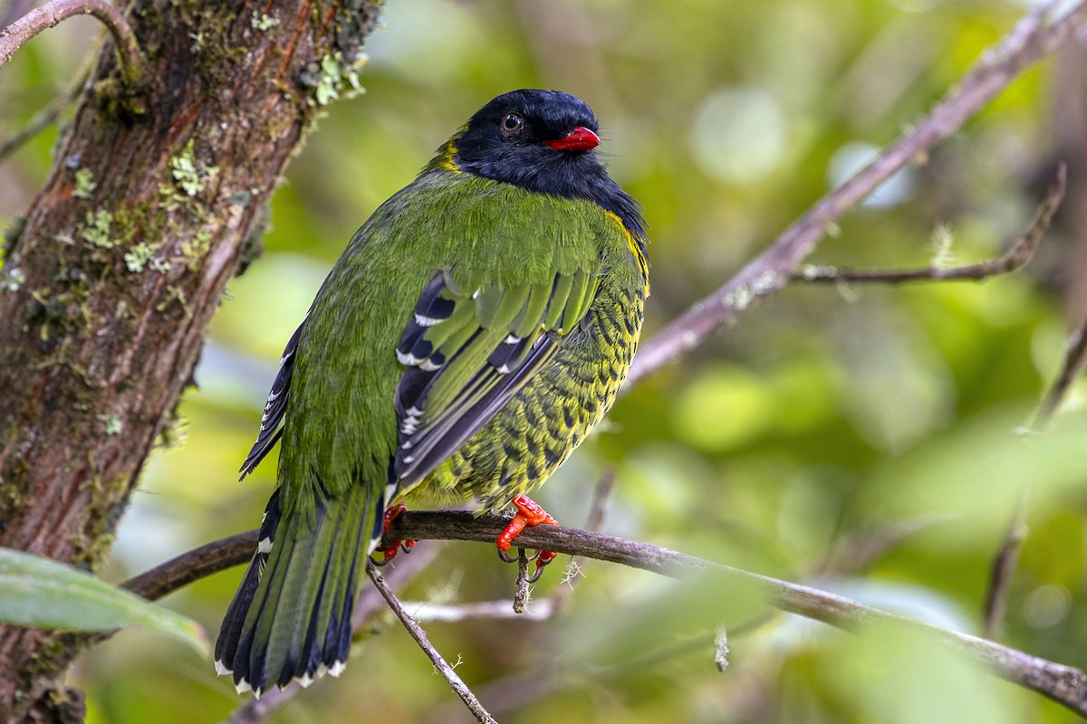 Плодоїд смугохвостий - ML646868484