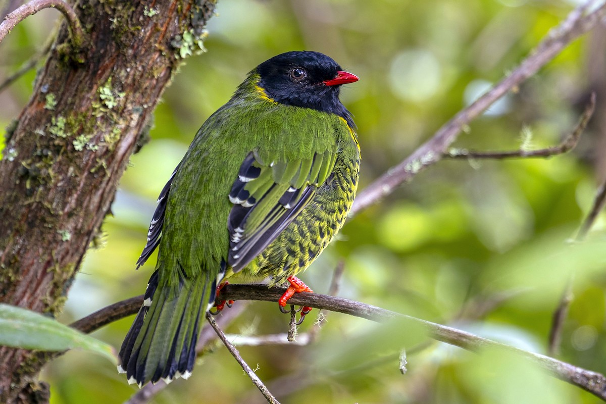 Плодоїд смугохвостий - ML646868485