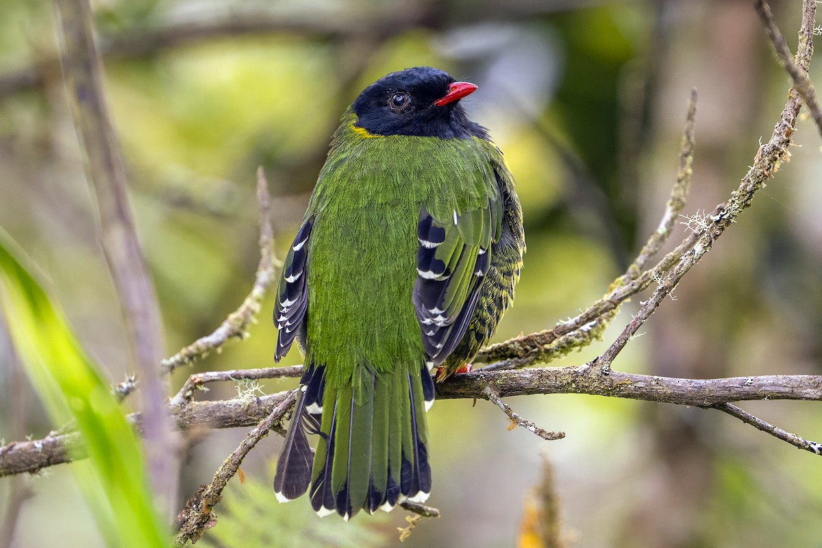 Плодоїд смугохвостий - ML646868486