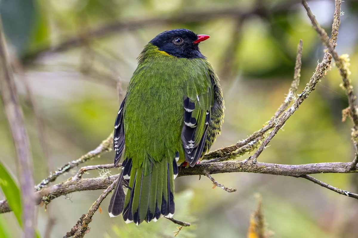 Плодоїд смугохвостий - ML646868487