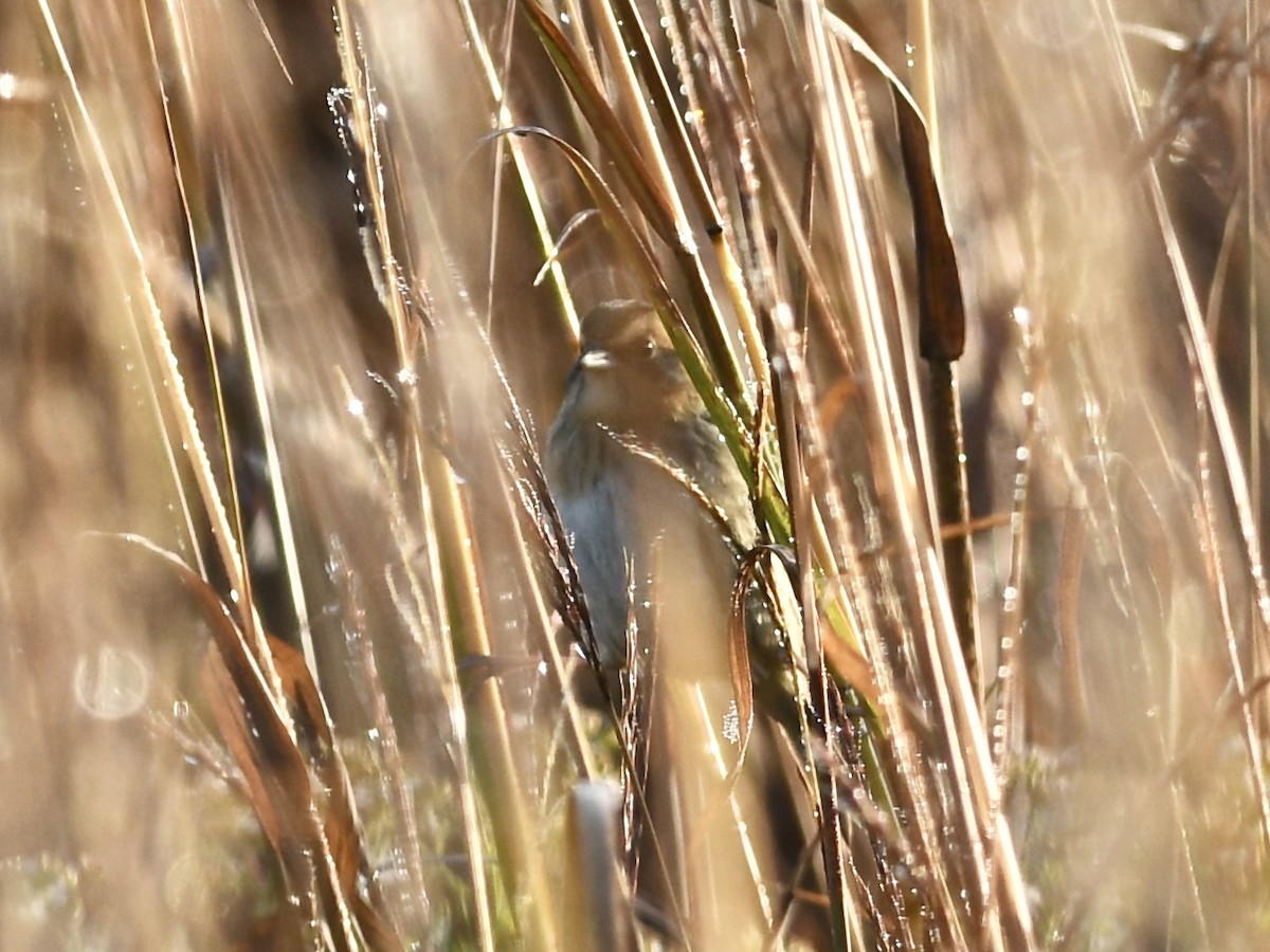 Багновець блідий - ML646868488