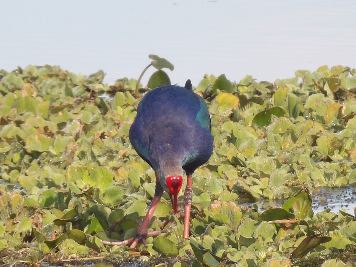 Султанка сіроголова - ML646868490