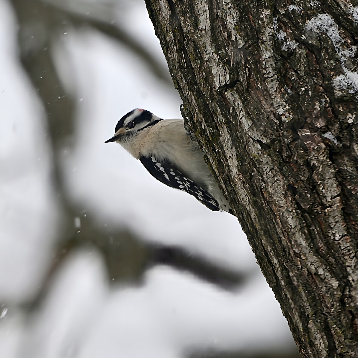 Дятел пухнастий - ML646868491