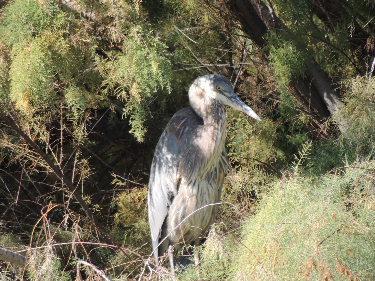 Чапля північна - ML646868492