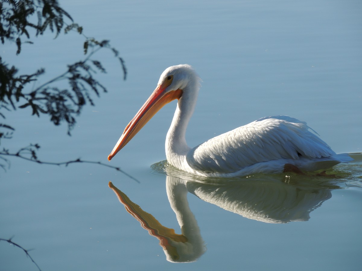 Пелікан рогодзьобий - ML646868495