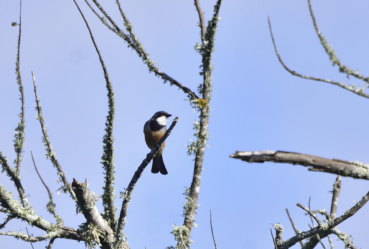 Свистун рудочеревий - ML646868496