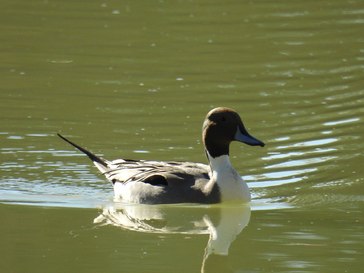 Шилохвіст північний - ML646868498