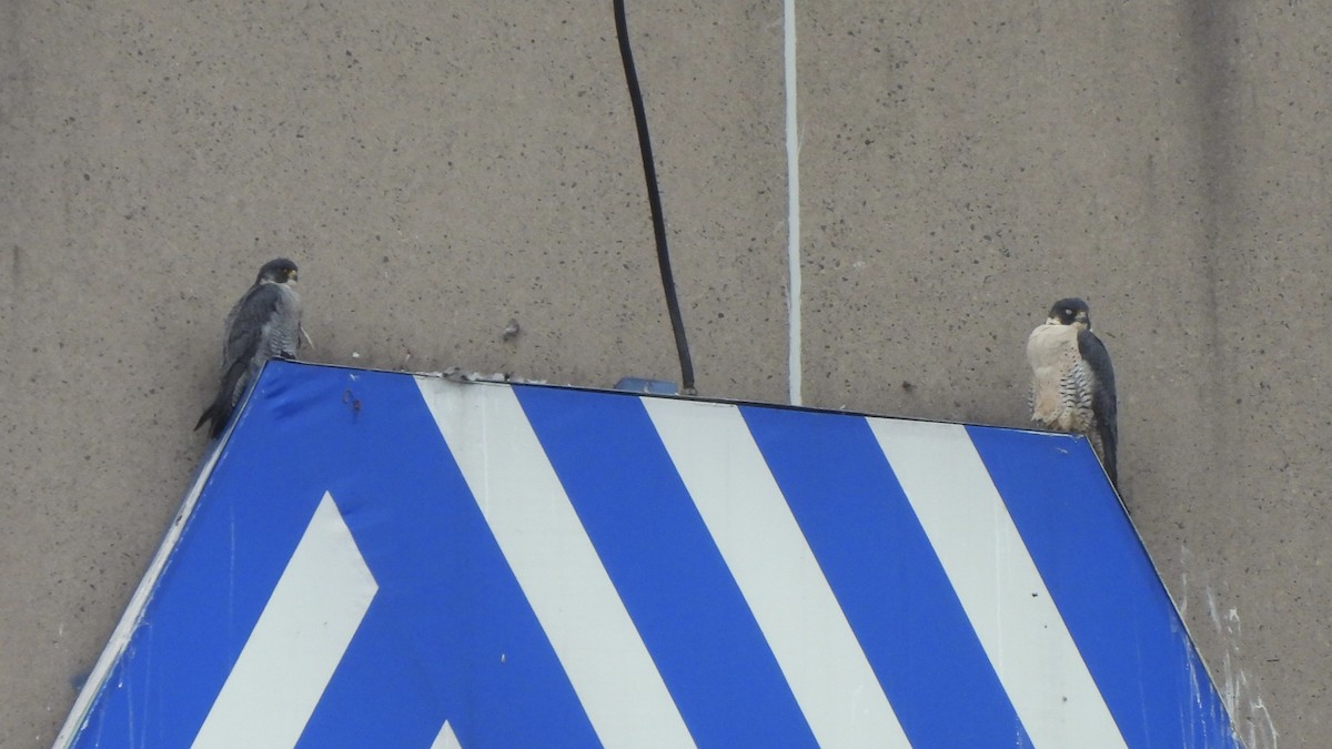 Сапсан - ML646868503