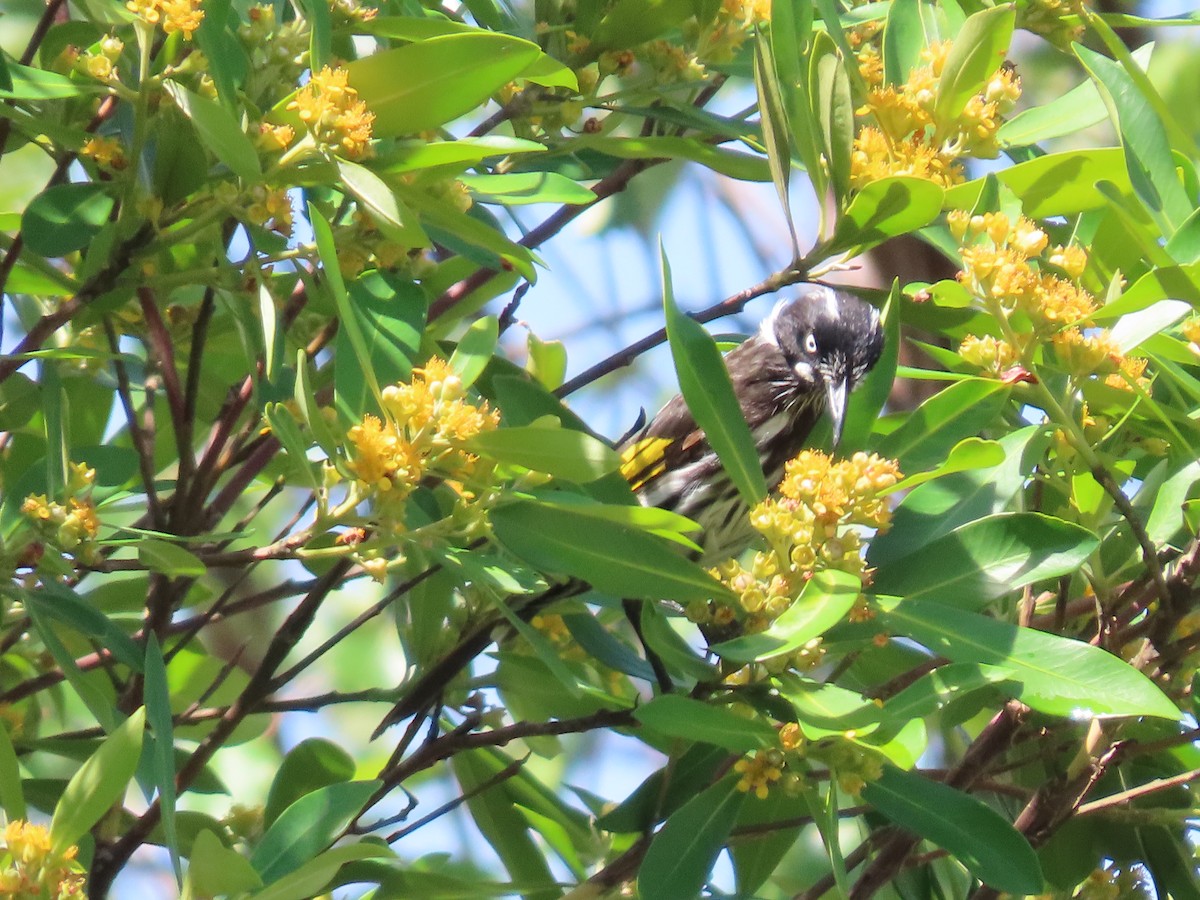 Медовка жовтокрила - ML646868504