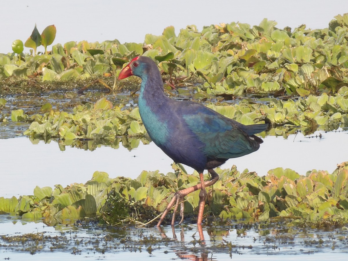 Султанка сіроголова - ML646868505