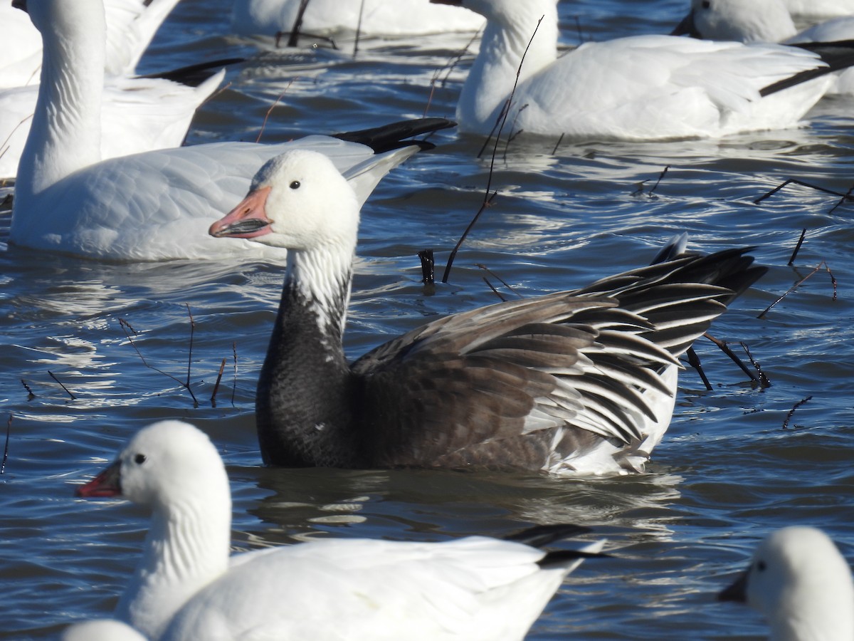 Гуска біла - ML646868507