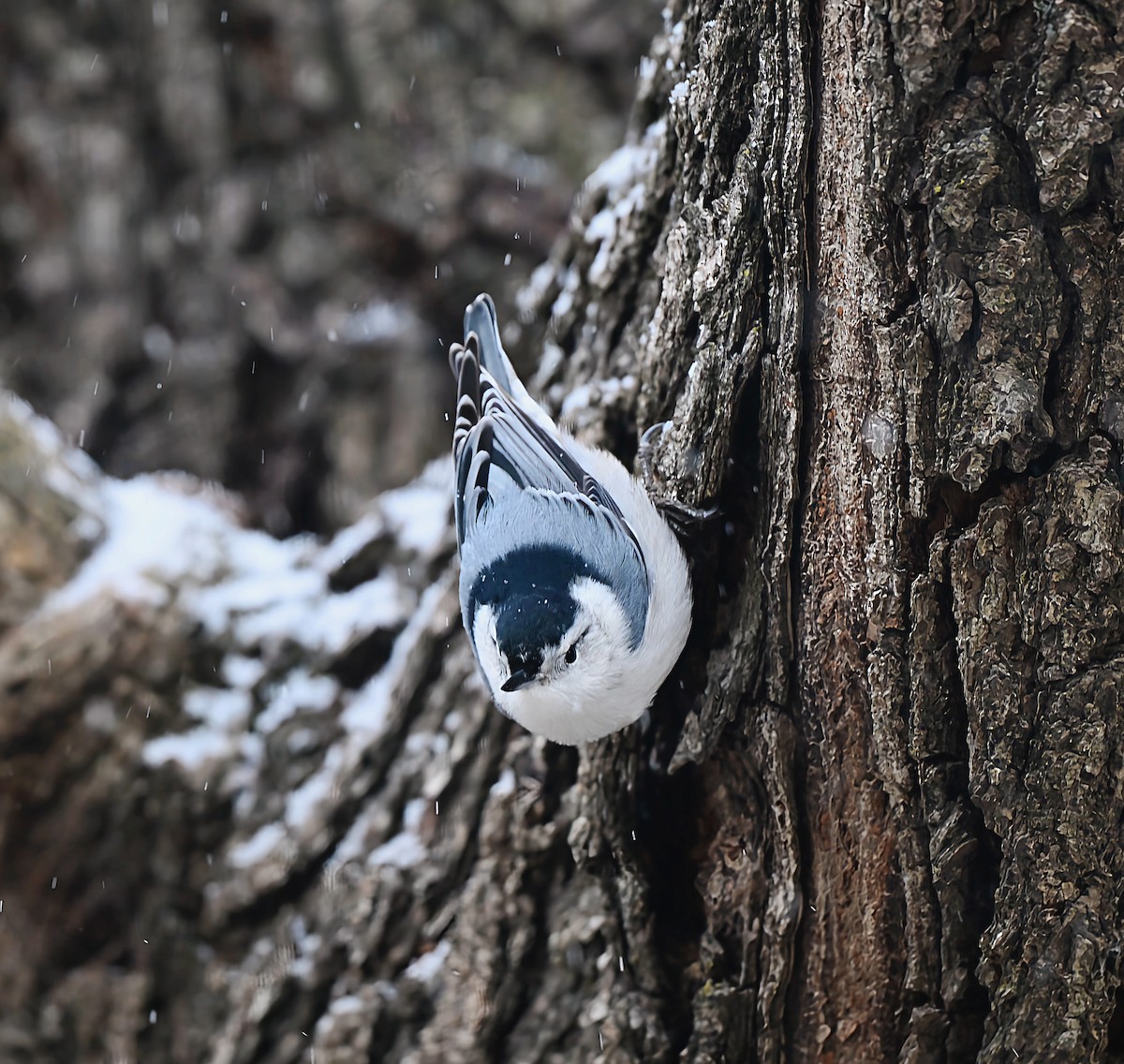 Повзик каролінський - ML646868508