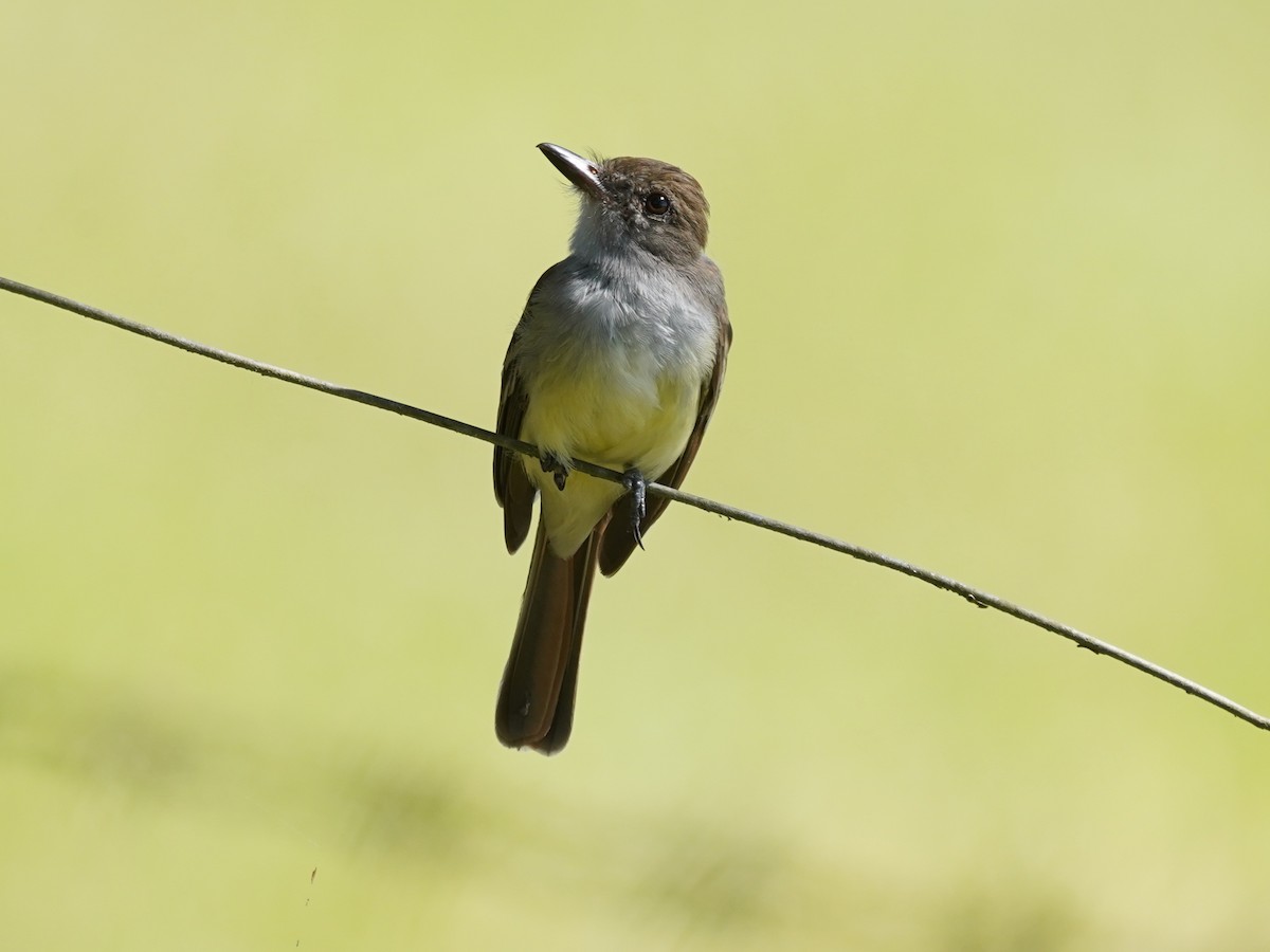 Копетон блідий - ML646868510