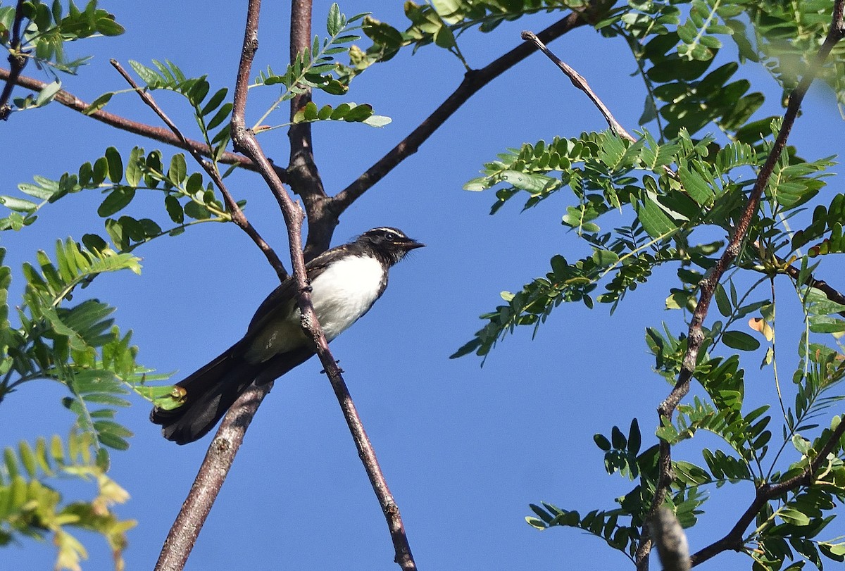 Віялохвістка чорноряба - ML646868512