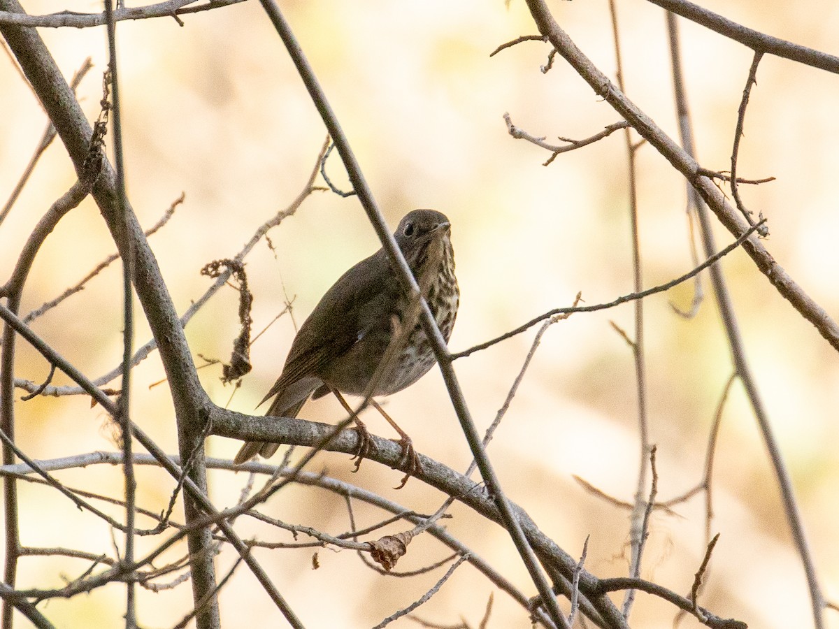 Дрізд-короткодзьоб плямистоволий - ML646868513