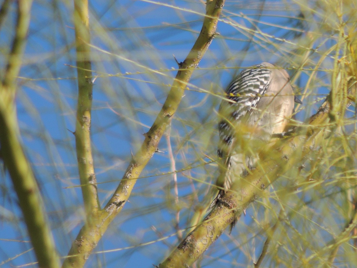 Carpintero de Gila - ML646868515