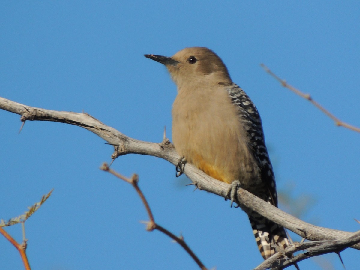 Carpintero de Gila - ML646868516