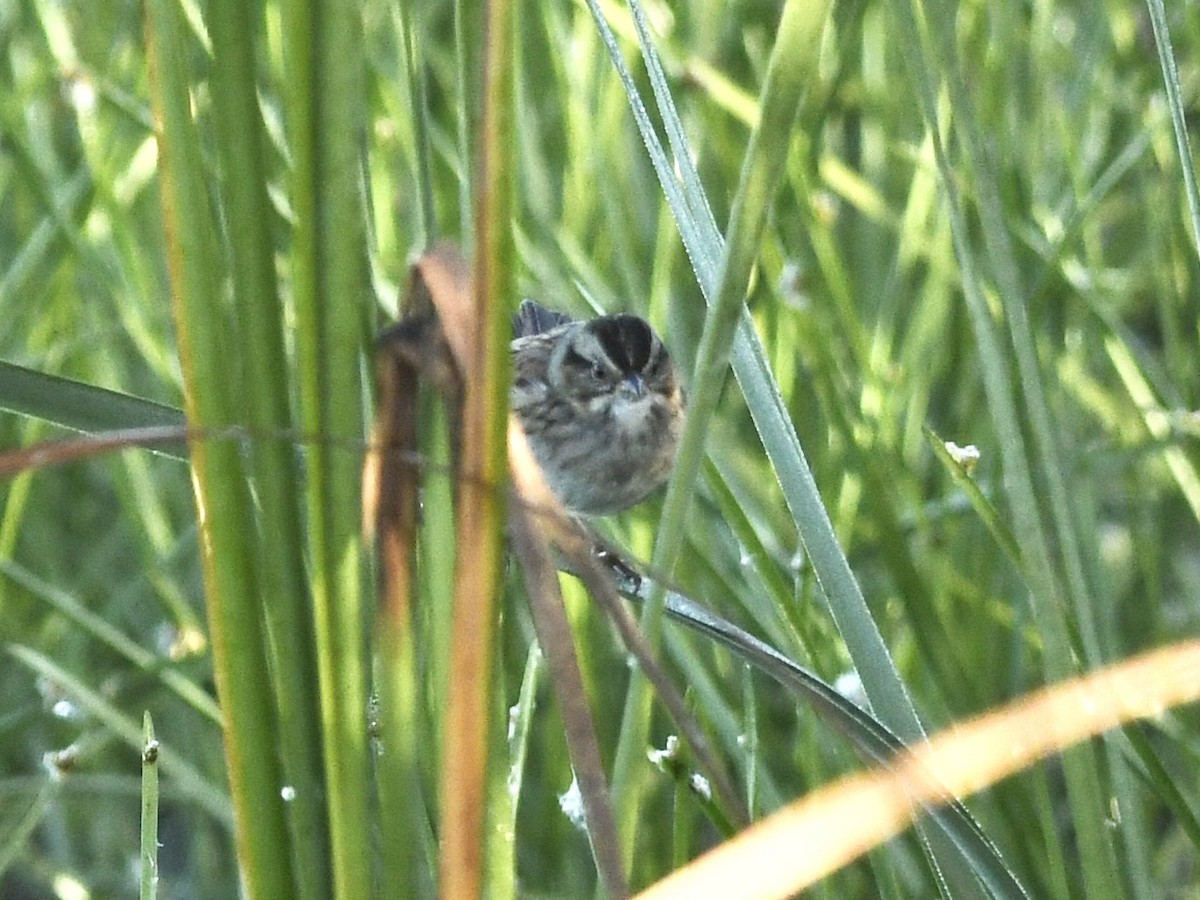 Swamp Sparrow - ML646868517