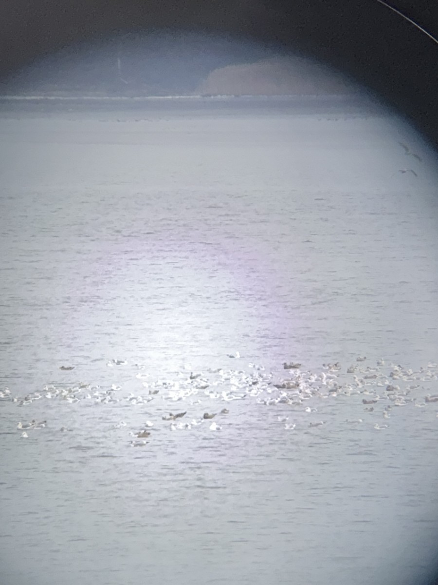 アメリカセグロカモメ - ML646868518