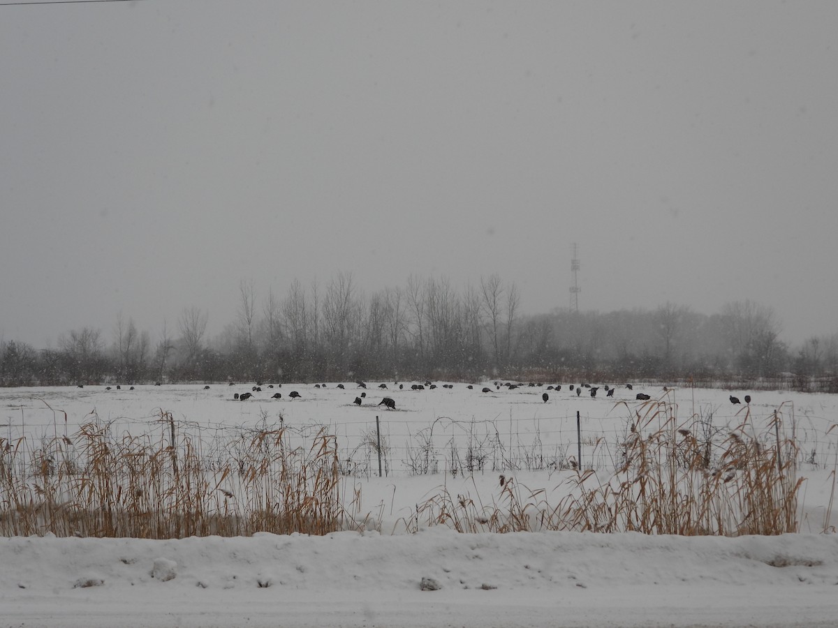 シチメンチョウ - ML646868519