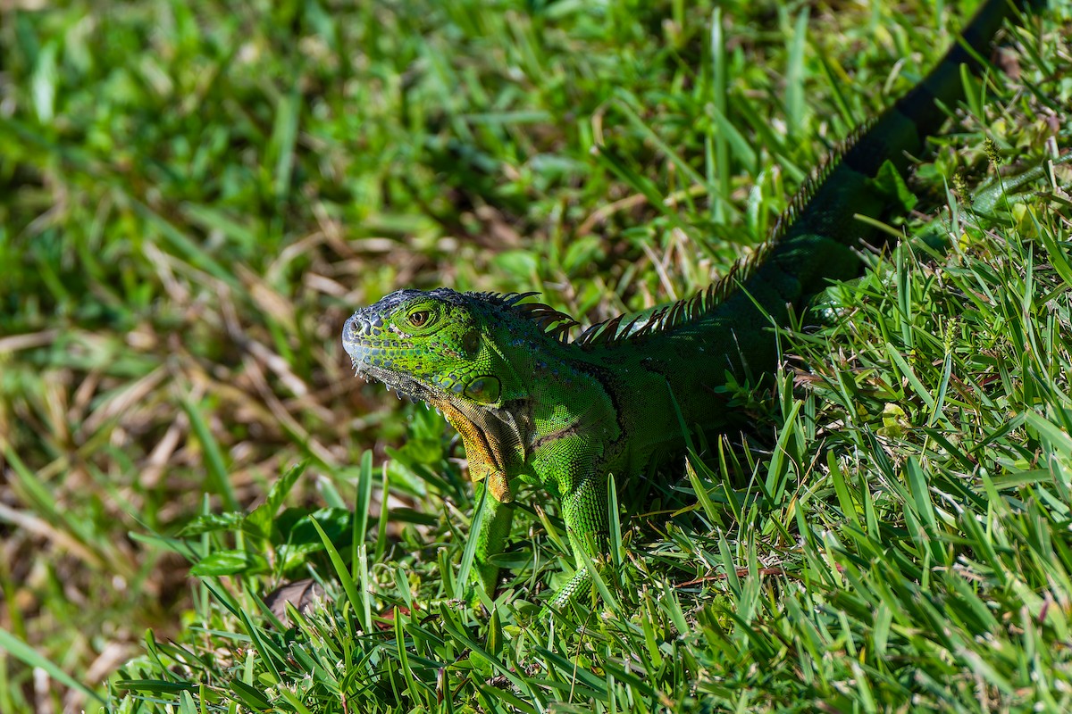 Green Iguana (Green) - ML646868523