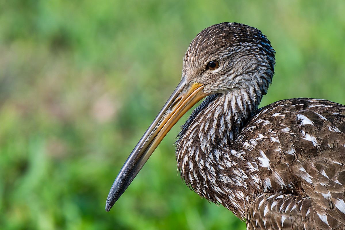 kurlan chřástalovitý [skupina pictus] - ML646868526