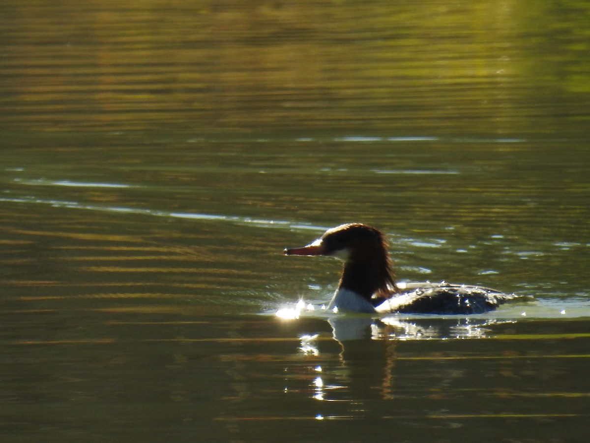 Крех великий - ML646868527