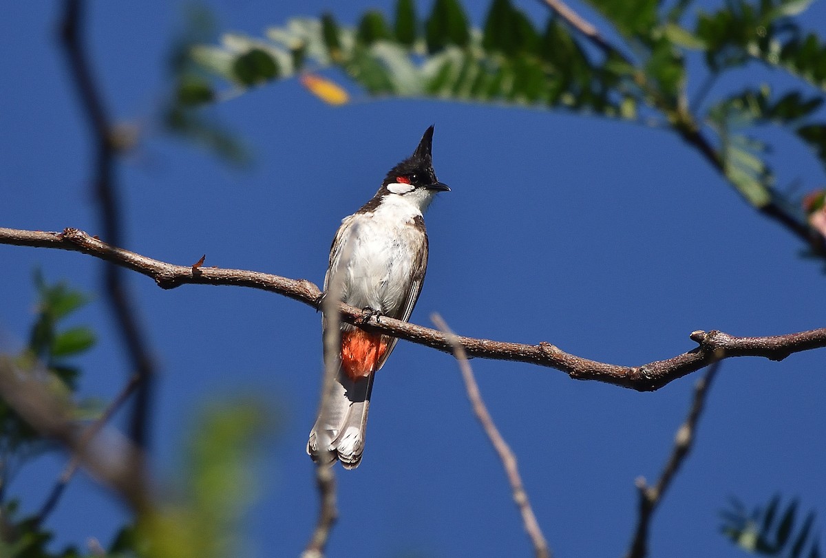 Бюльбюль червонощокий - ML646868528