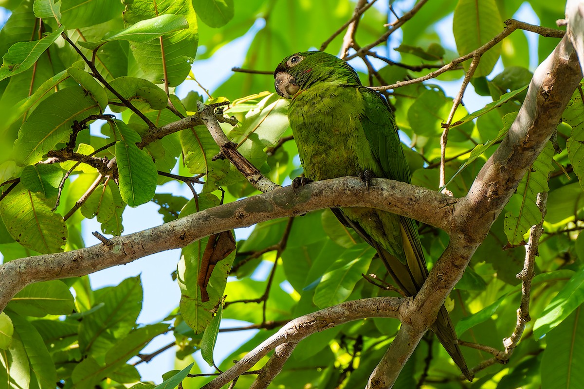 Белоглазая аратинга - ML646868529