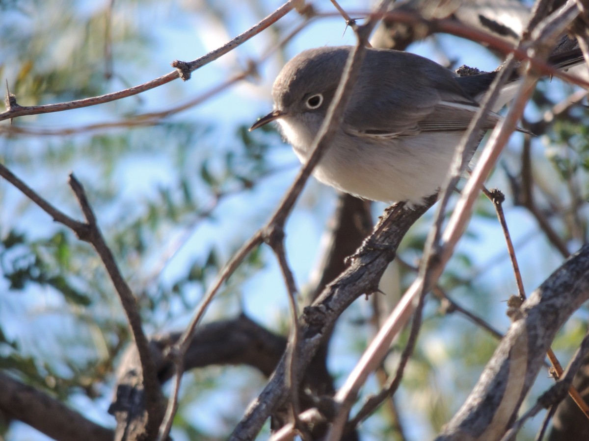 Perlita Grisilla - ML646868530