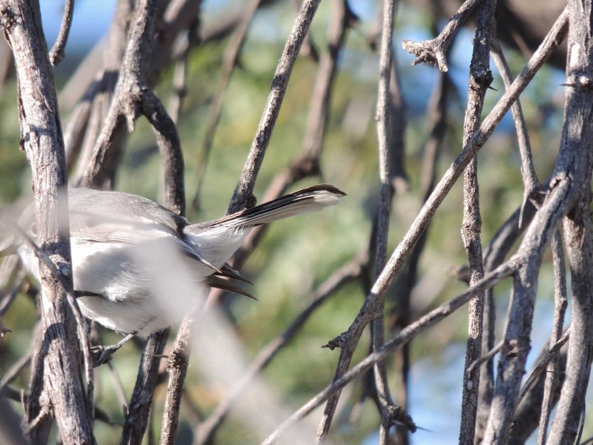 Perlita Grisilla - ML646868531