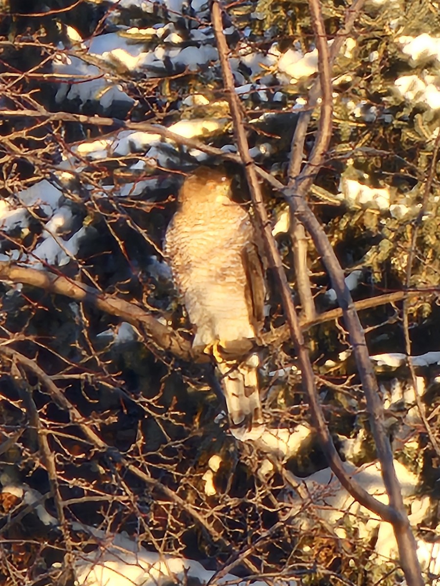 Cooper's Hawk - ML646868532