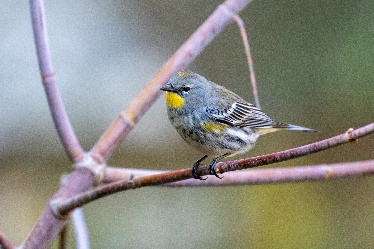 Yellow-rumped Warbler - ML646868533