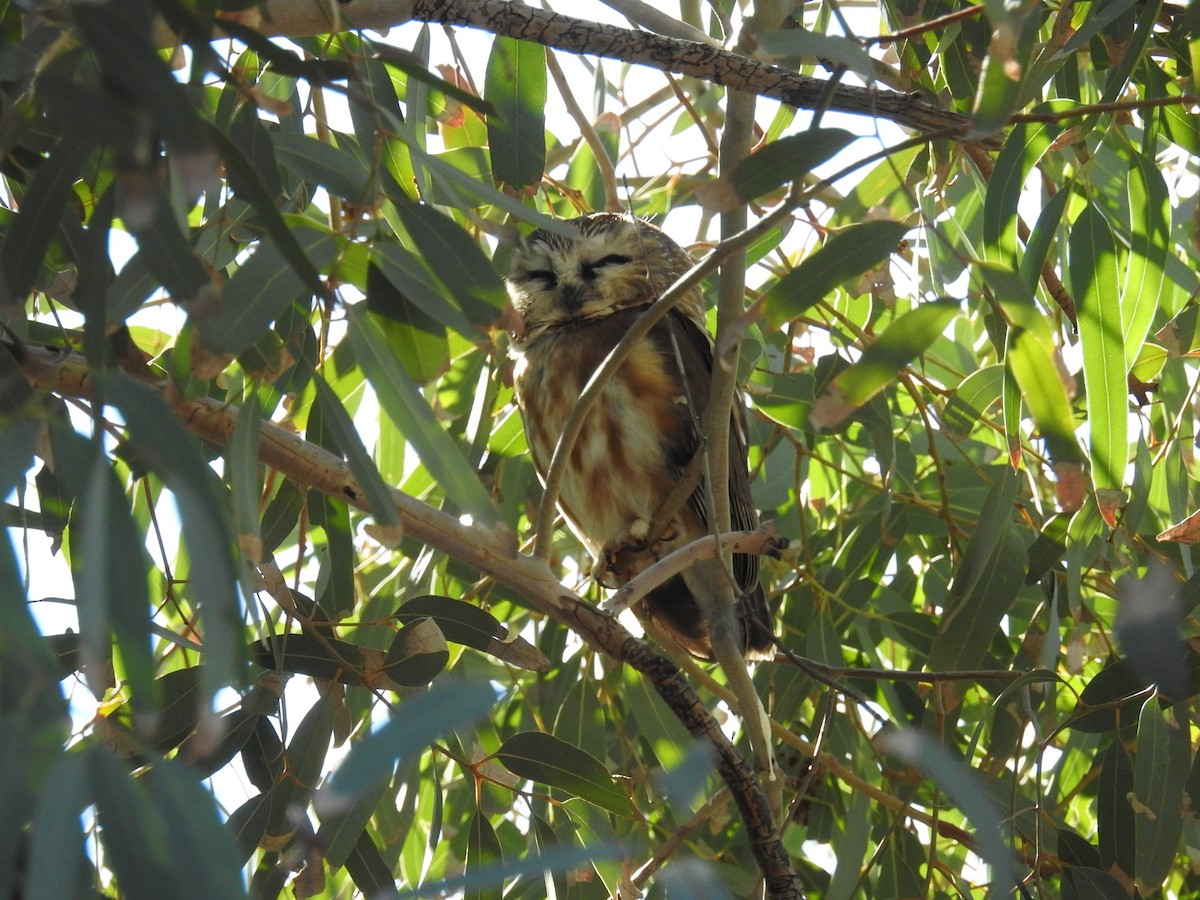 Northern Saw-whet Owl - ML646868538