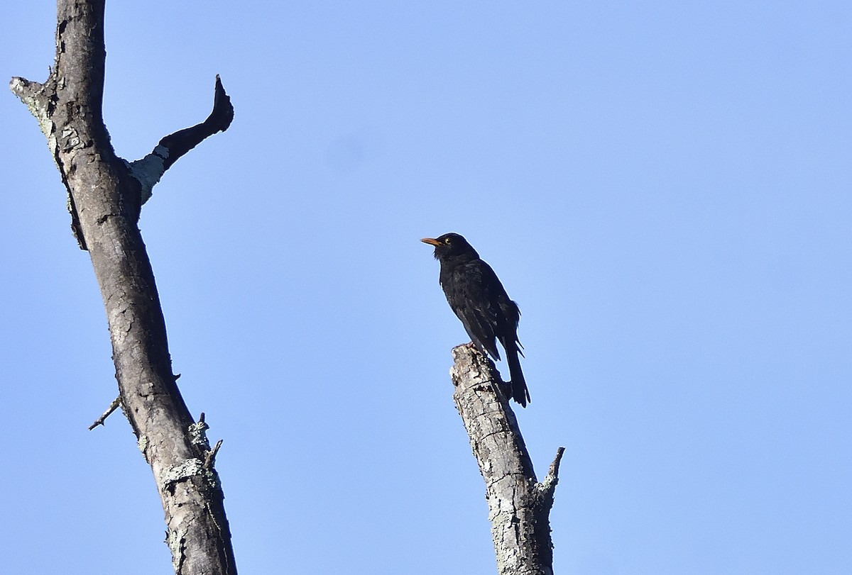 Дрізд чорний - ML646868539