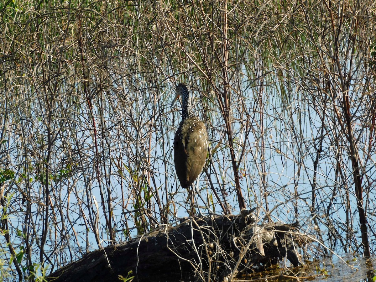 kurlan chřástalovitý - ML646868540