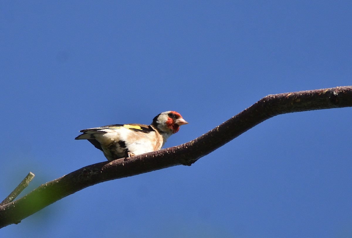 Cardellino - ML646868541