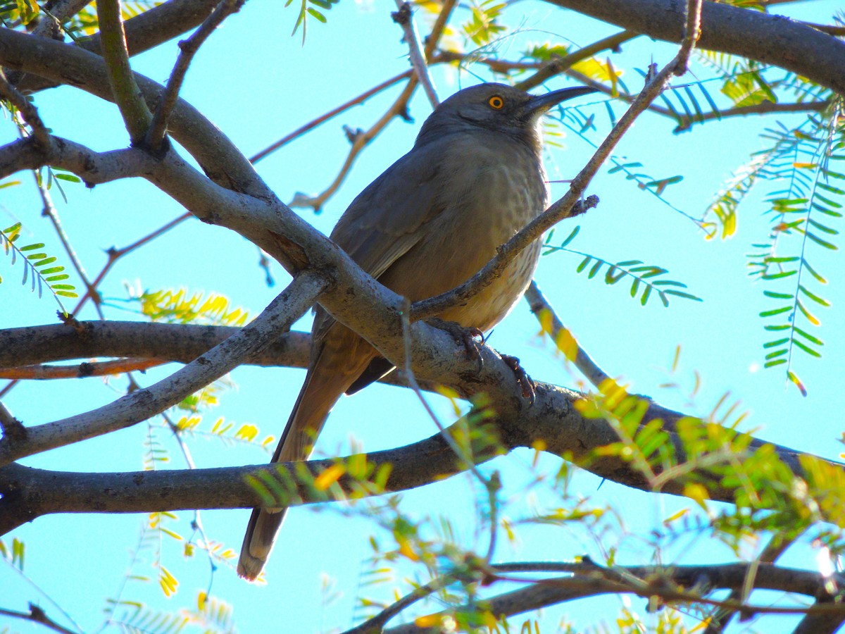 Cuitlacoche Piquicurvo - ML646868542
