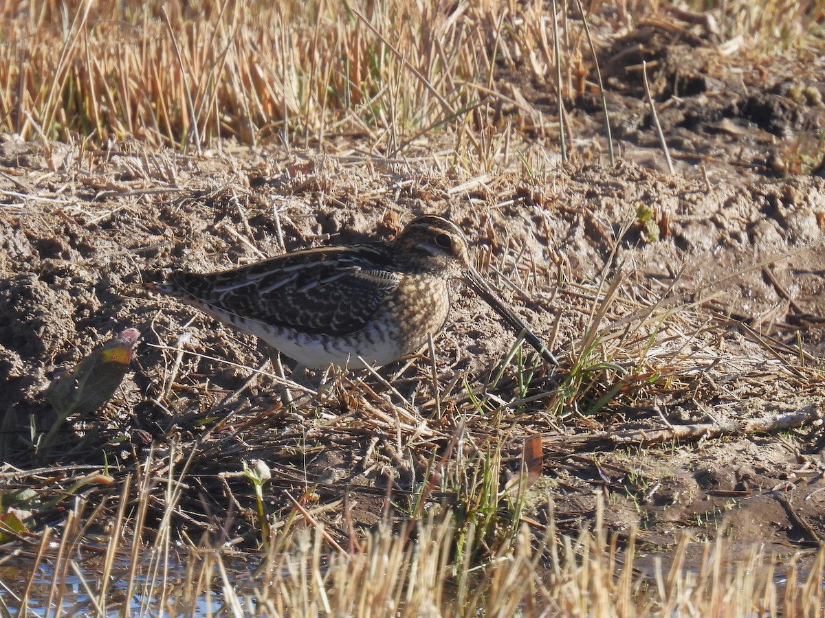 Wilson's Snipe - ML646868549