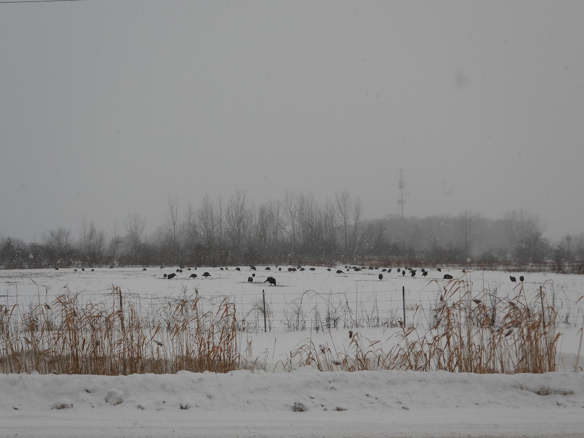 シチメンチョウ - ML646868550