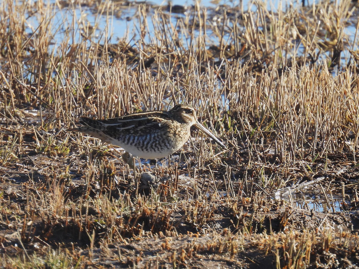 Wilson's Snipe - ML646868551