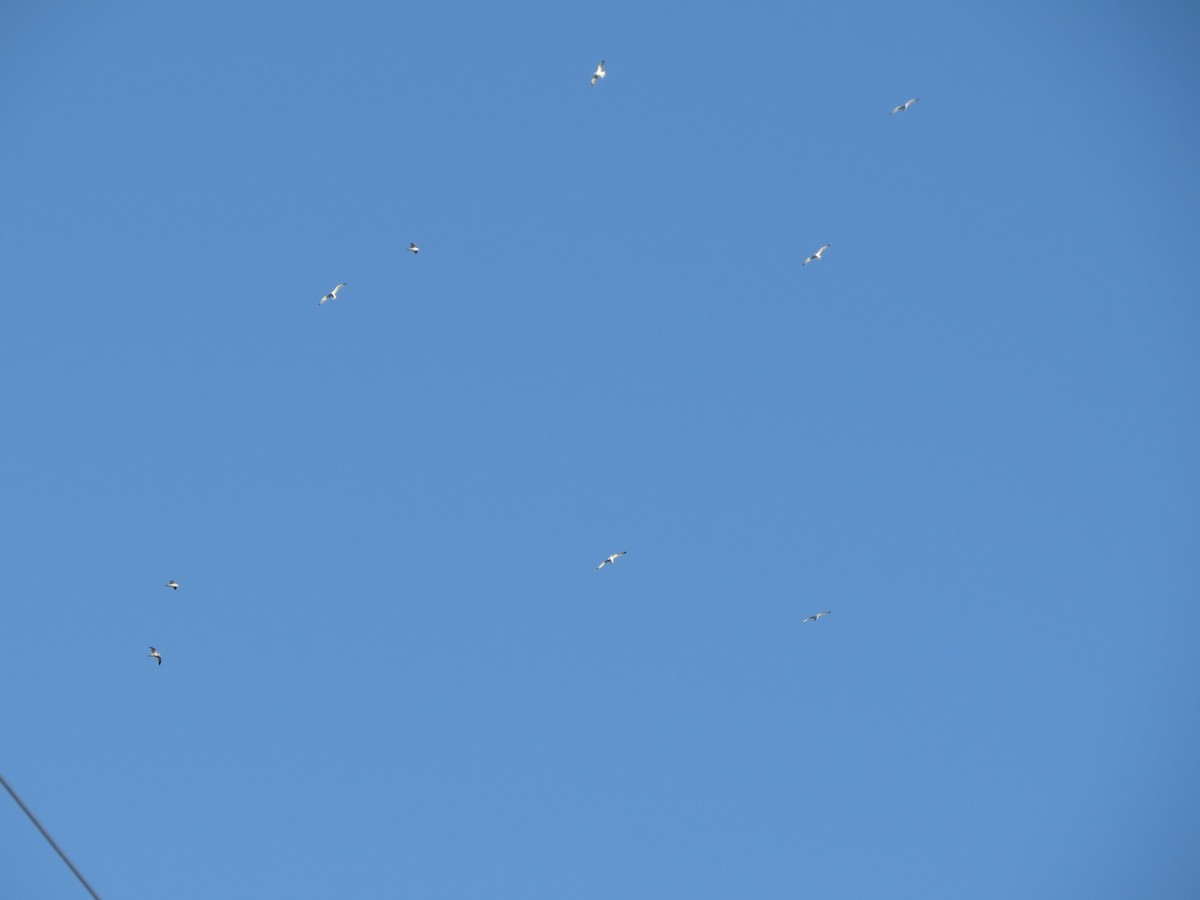 Ringschnabelmöwe - ML646868558