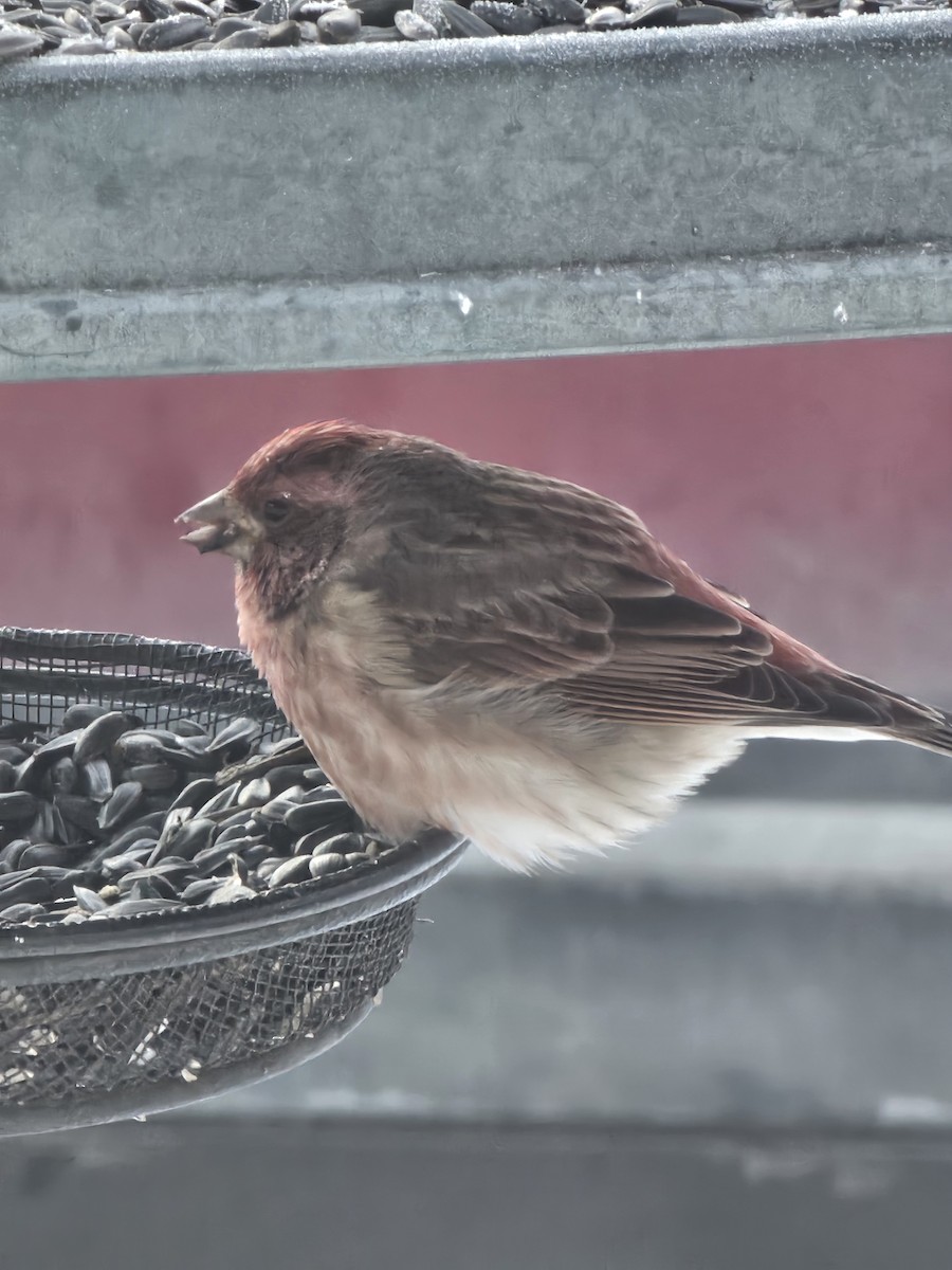 Purple Finch - ML646868561