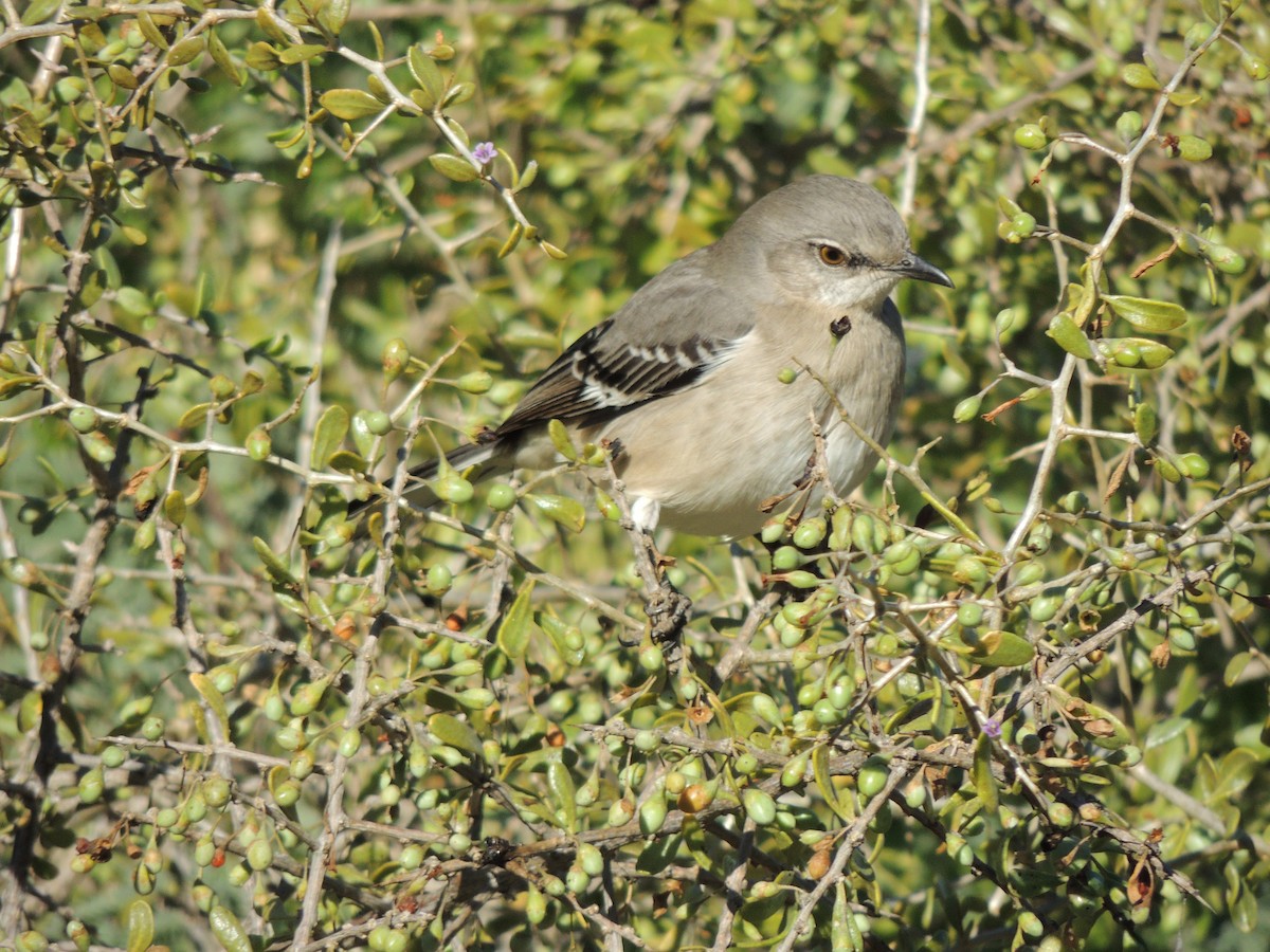 Sinsonte Norteño - ML646868563
