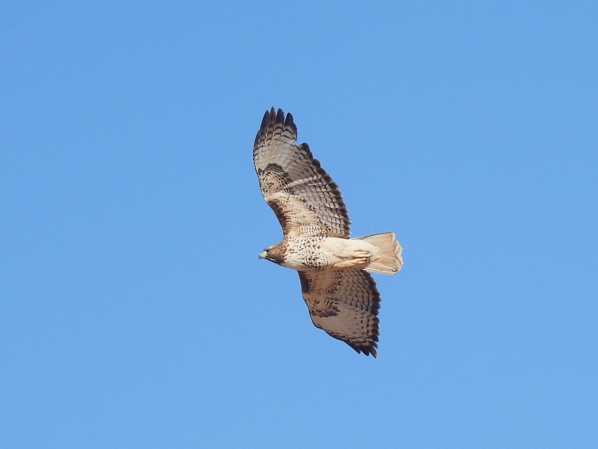 Red-tailed Hawk (calurus/alascensis) - ML646868565