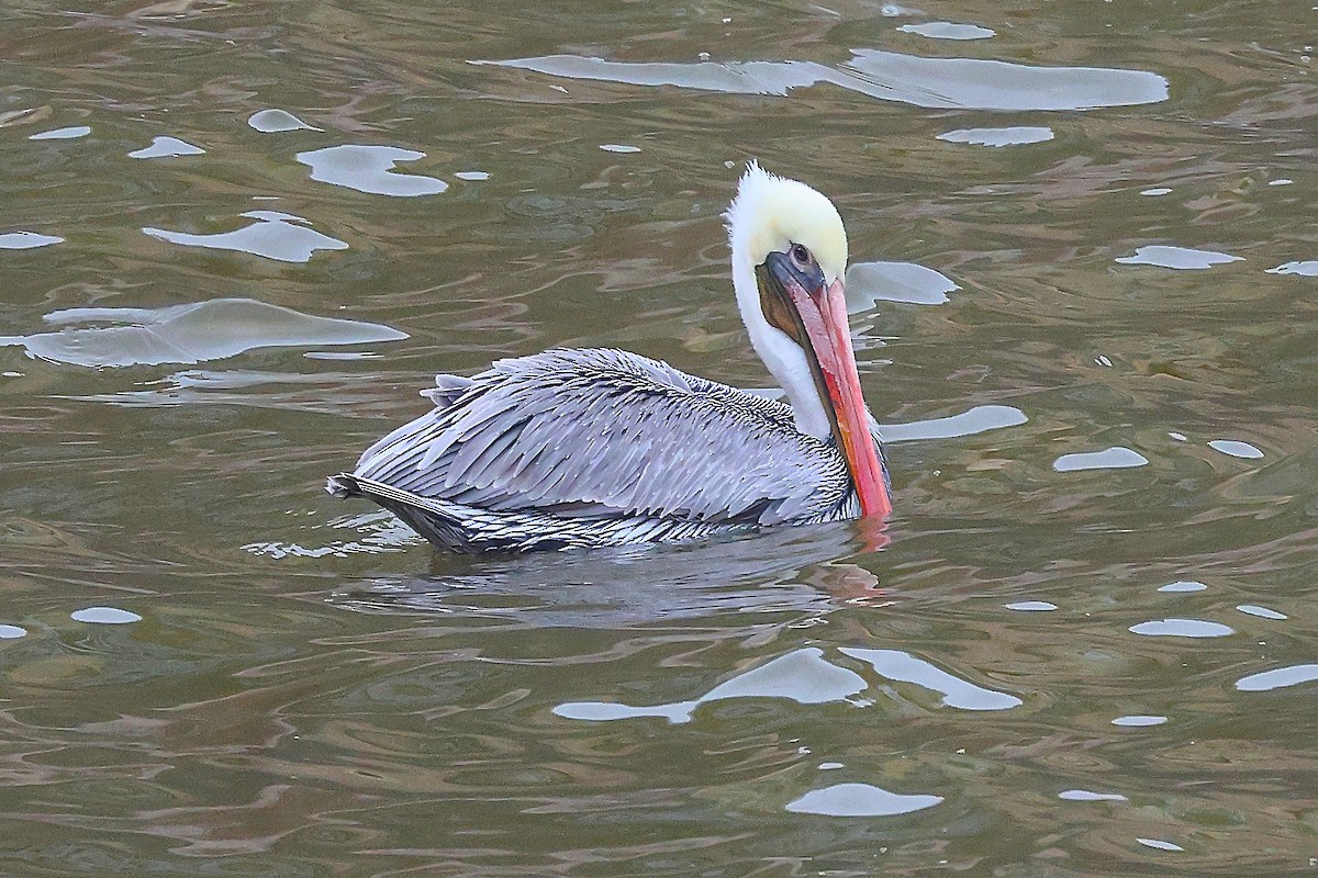 Brown Pelican - ML646868567