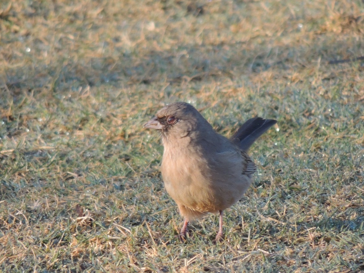 Toquí de Abert - ML646868568