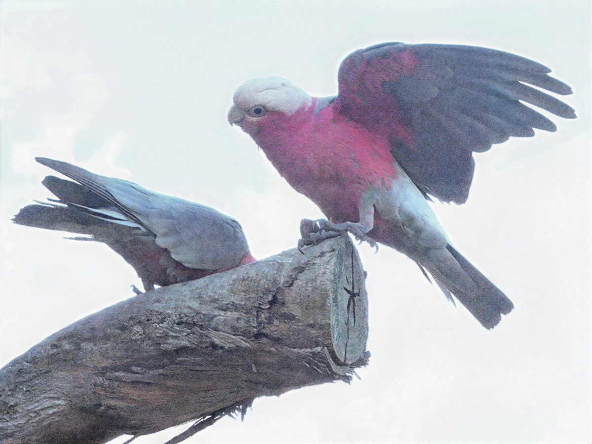 Cacatoès rosalbin - ML646868571