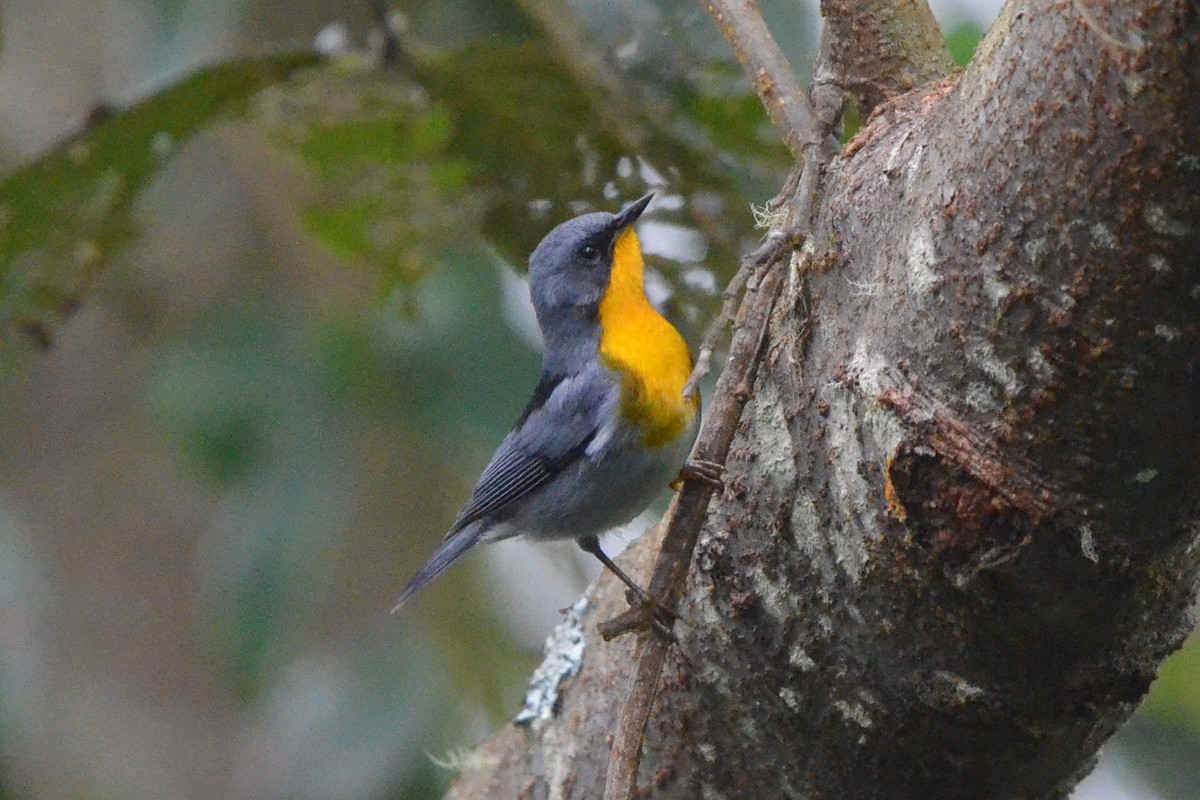 Flame-throated Warbler - ML646868572