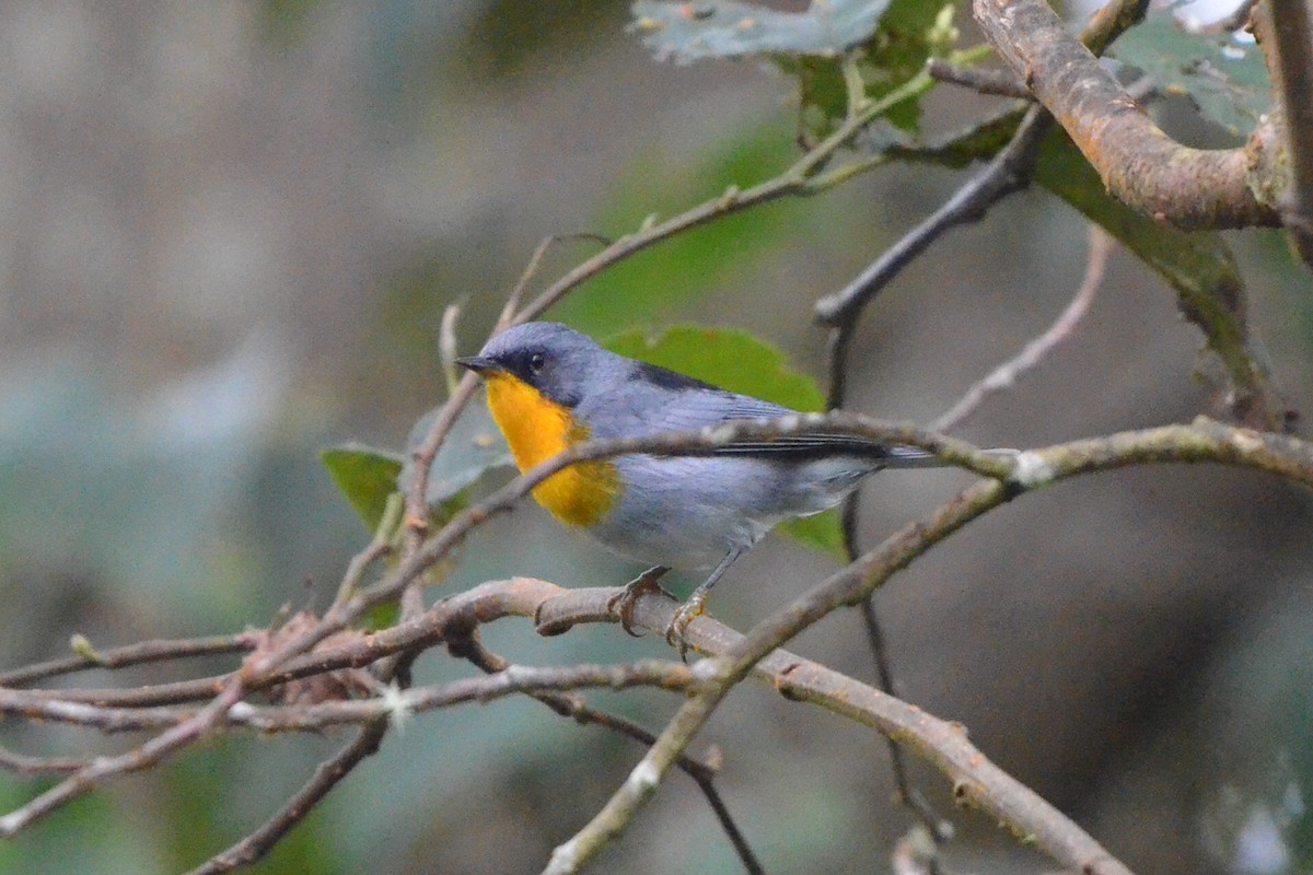 Flame-throated Warbler - ML646868573